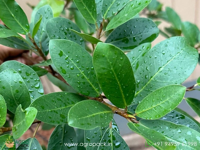 Chinese-banyan-Ficus-microcarpa6