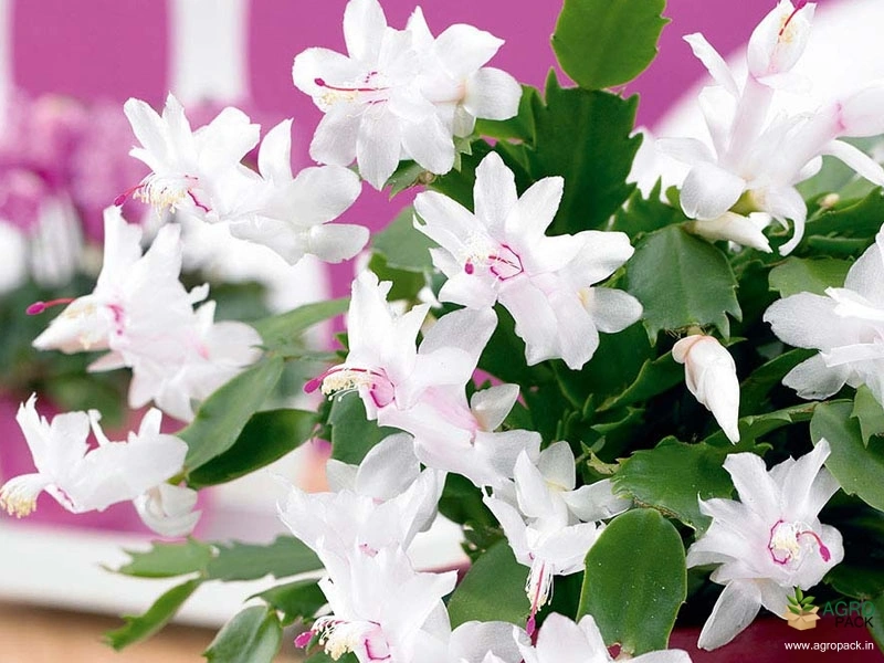 Christmas-Cactus-White3