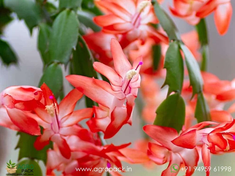 Christmas-cactus1