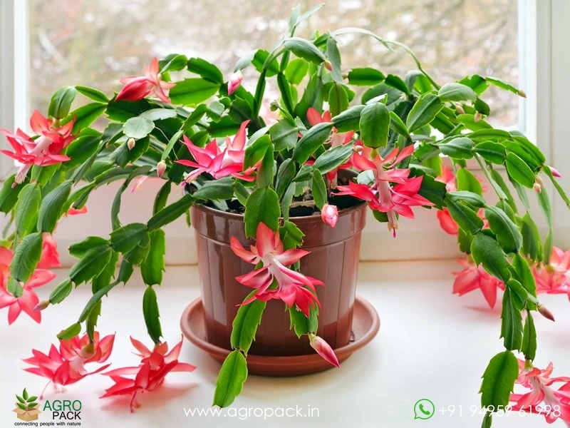 Christmas-cactus2