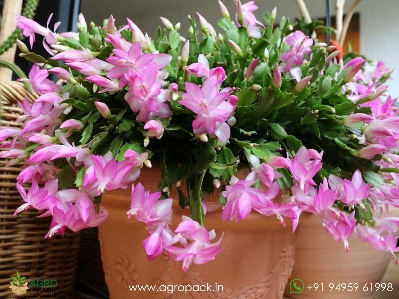 Christmas-cactus3
