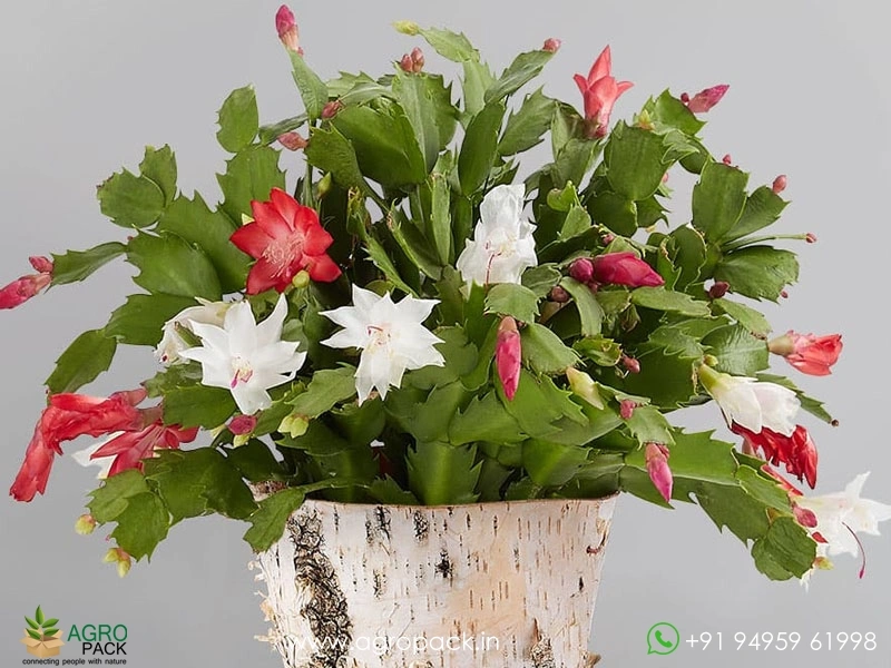 Christmas-cactus4