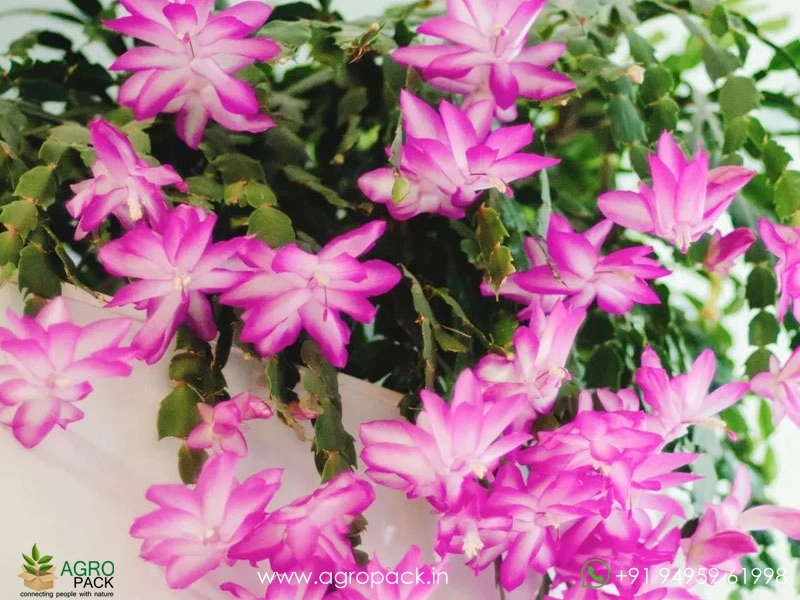 Christmas-cactus6