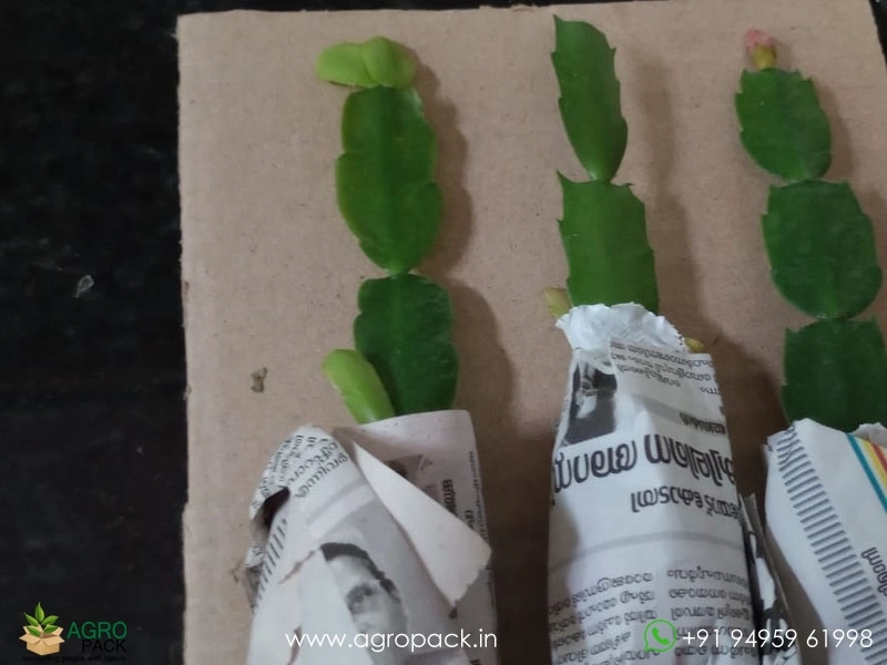 Christmas-cactus7