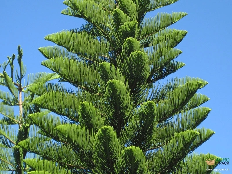 Christmas-tree2