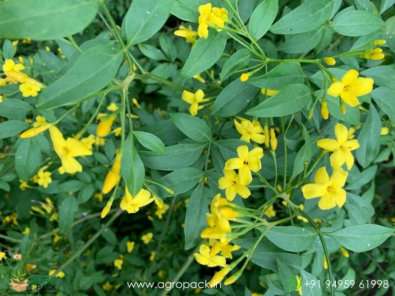 Chrysojasminum-humile-Yellow-Jasmine1