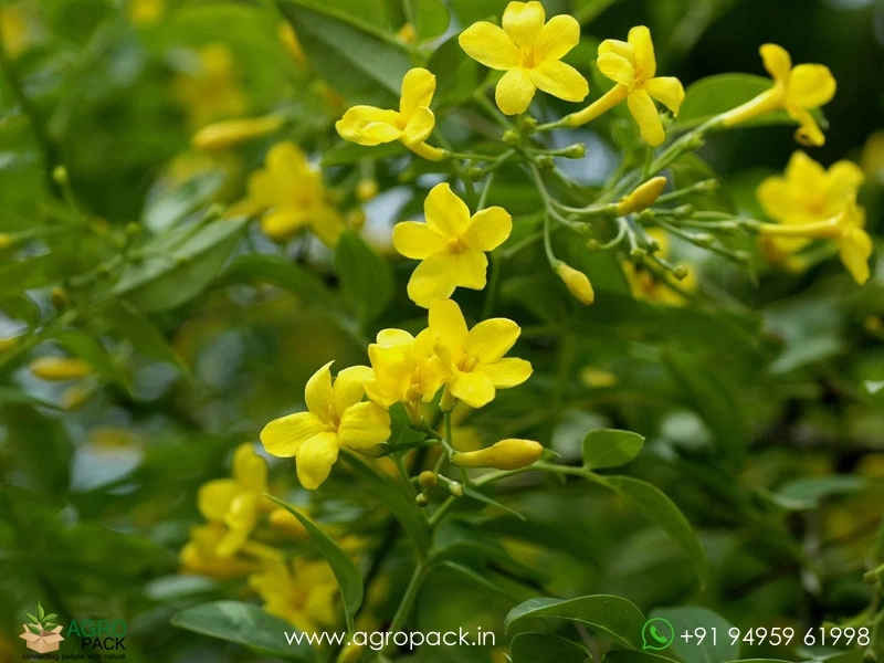 Chrysojasminum-humile-Yellow-Jasmine2