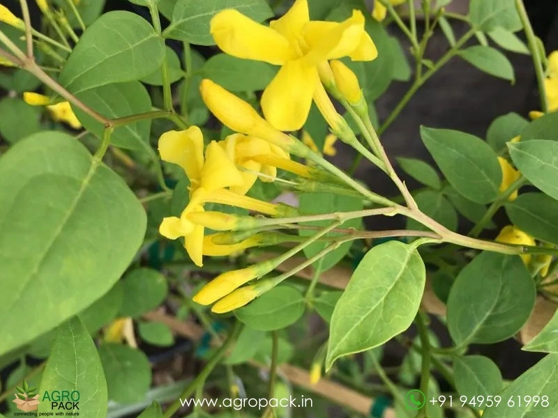 Chrysojasminum-humile-Yellow-Jasmine4