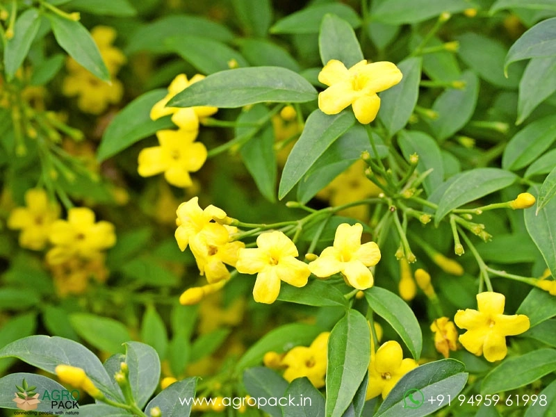 Chrysojasminum-humile-Yellow-Jasmine5