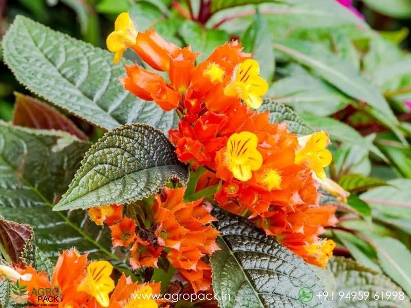 Chrysothemis-Pulchella-Black-Flamingo1