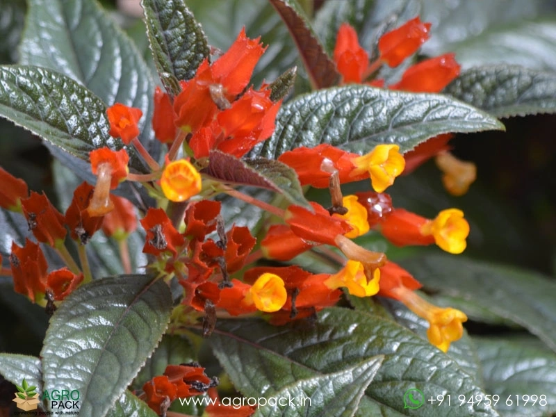 Chrysothemis-Pulchella-Black-Flamingo3