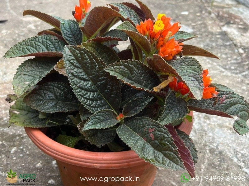 Chrysothemis-Pulchella-Black-Flamingo4