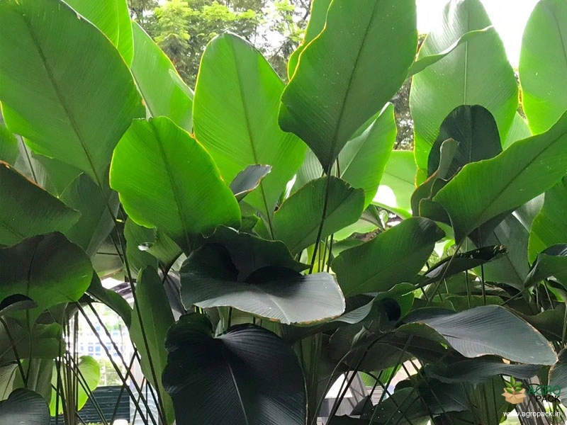 Cigar-Plant2