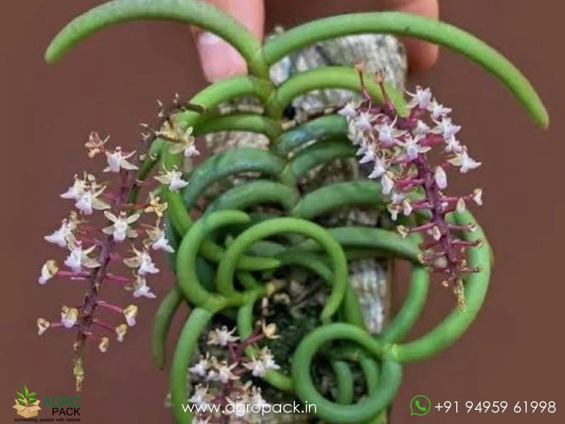 Cleisostoma-arietinum-Orchid1