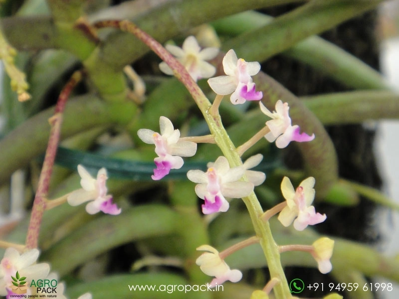 Cleisostoma-arietinum-Orchid3