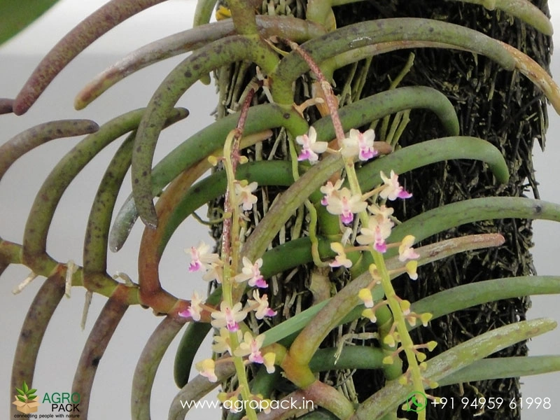 Cleisostoma-arietinum-Orchid4