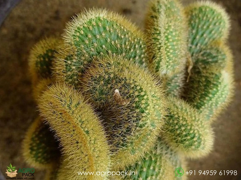 Cleistocactus-winteri-Golden-Rat-Tail-Crest-Cactus1