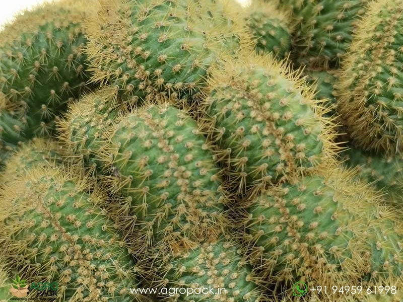 Cleistocactus-winteri-Golden-Rat-Tail-Crest-Cactus2