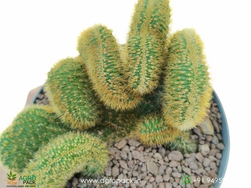 Cleistocactus-winteri-Golden-Rat-Tail-Crest-Cactus3