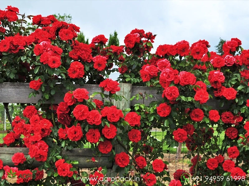 Climbing-Rose1