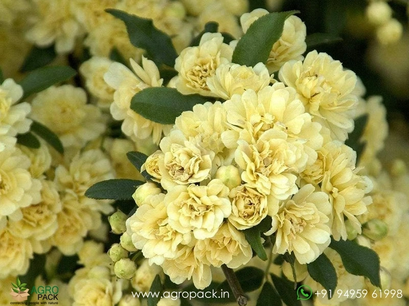 Climbing-Rose3