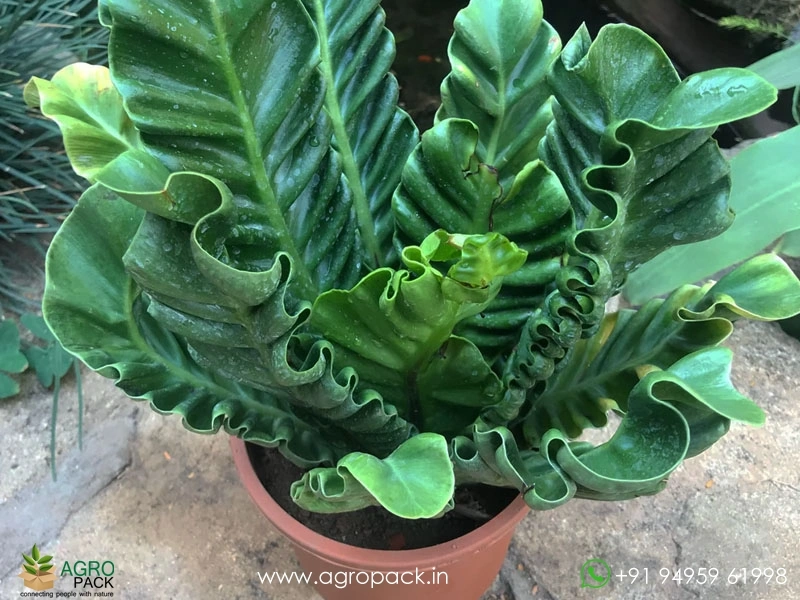 Cobra-Fern1