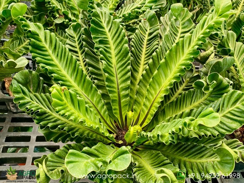 Cobra-Fern3