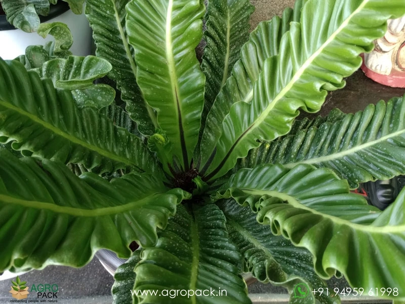 Cobra-Fern4