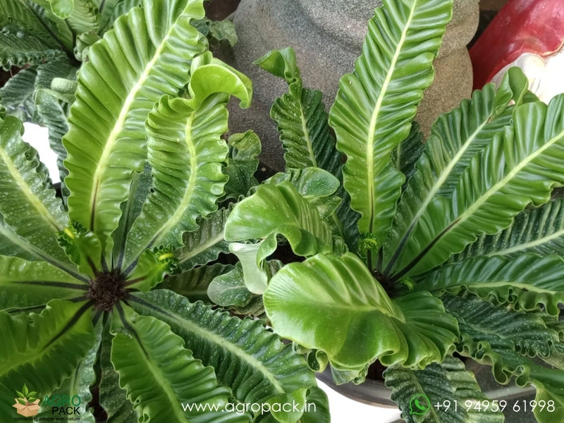 Cobra-Fern5
