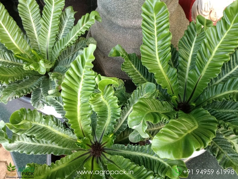 Cobra-Fern6