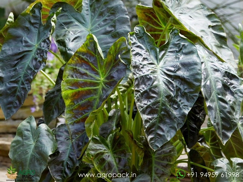 Colocasia-Aloha1