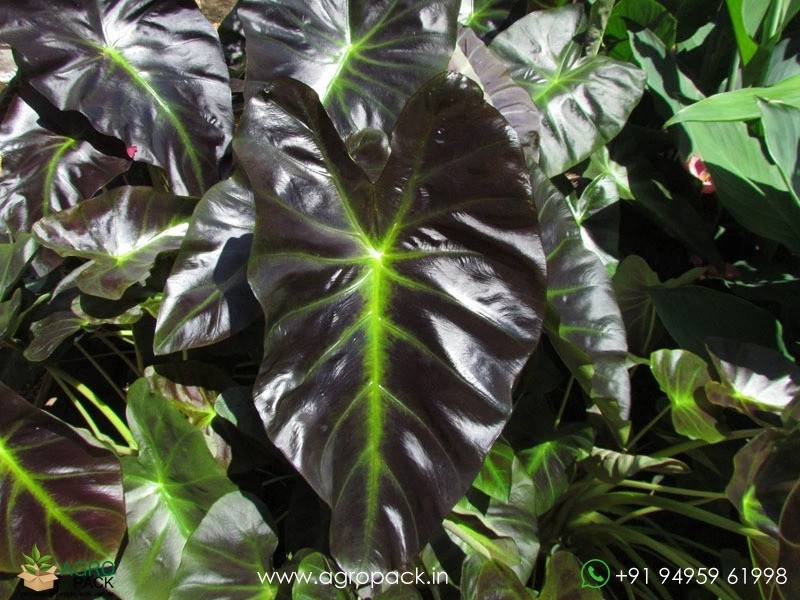 Colocasia-Aloha2
