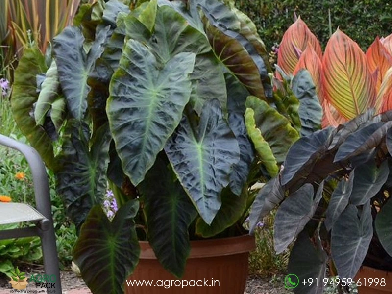 Colocasia-Aloha3