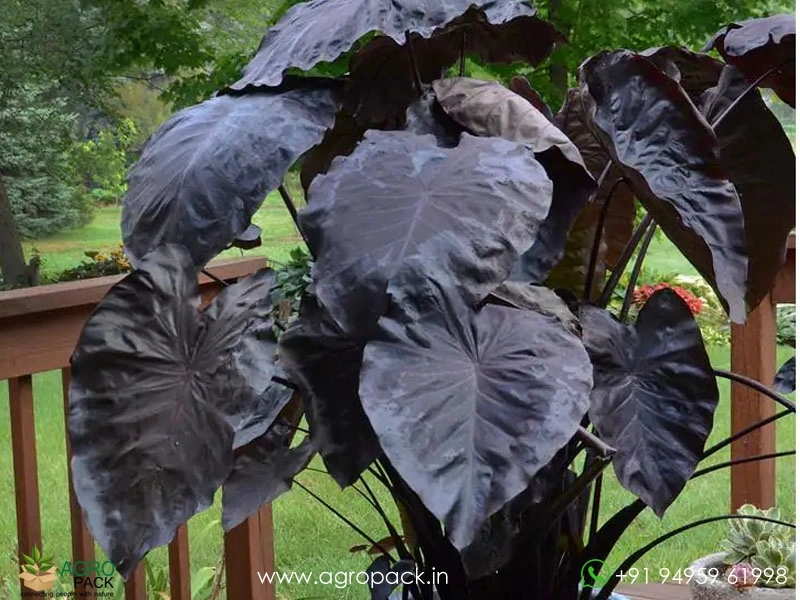 Colocasia-Black-Coral3