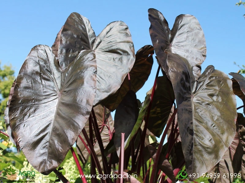 Colocasia-Black-Coral4
