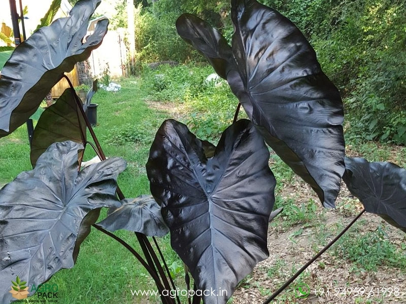 Colocasia-Black-Coral6