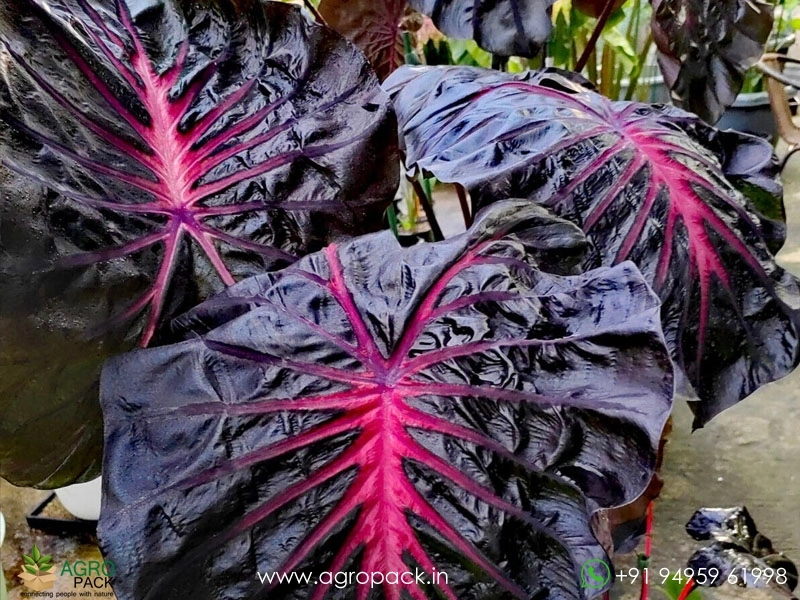 Colocasia-Black-Lava2