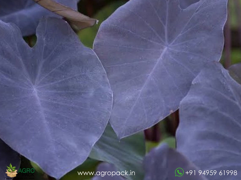 Colocasia-Black-Magic1