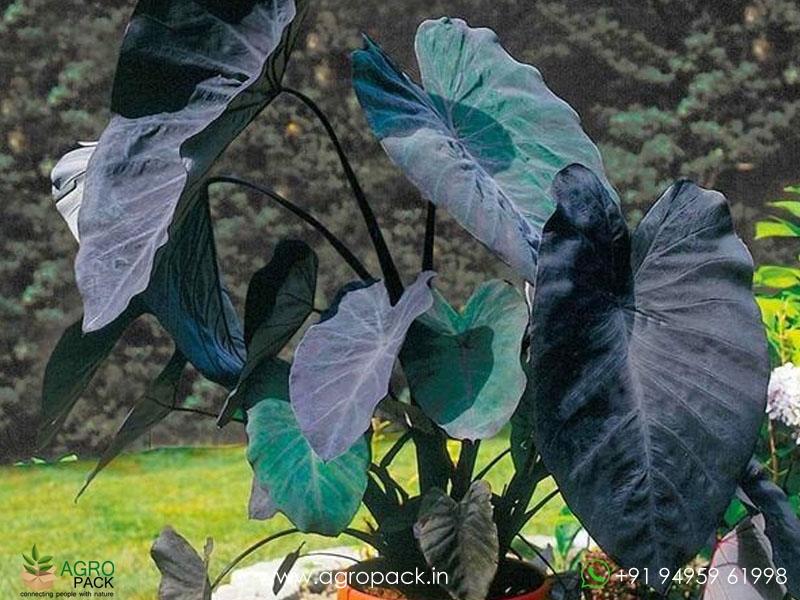 Colocasia-Black-Magic2