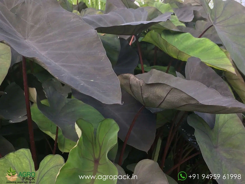 Colocasia-Black-Magic3