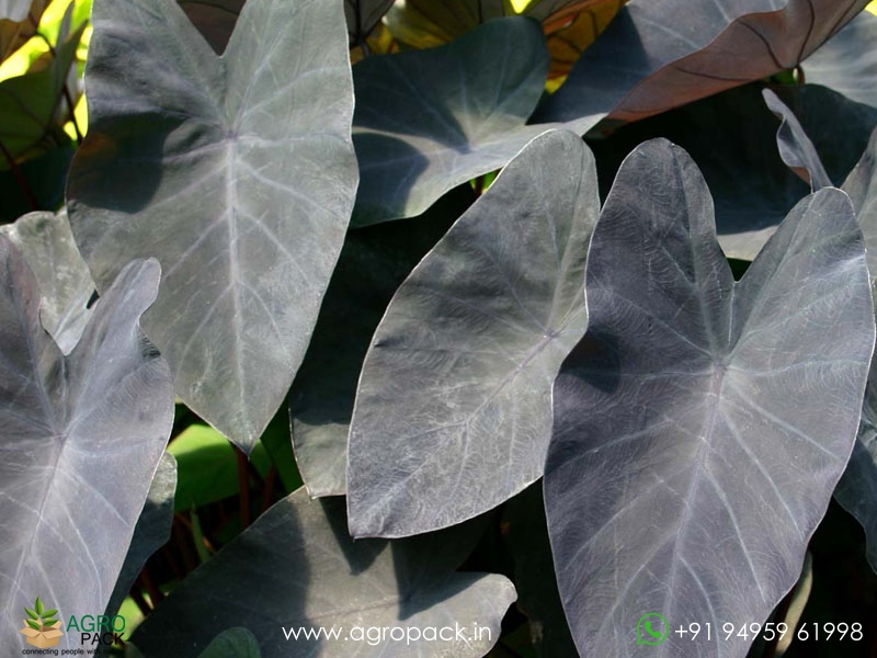 Colocasia-Black-Magic4