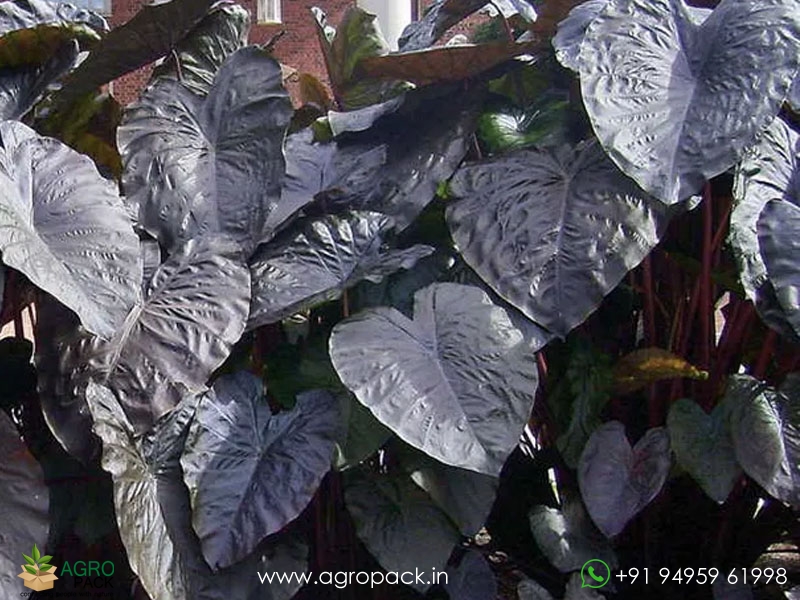 Colocasia-Diamond-Head1