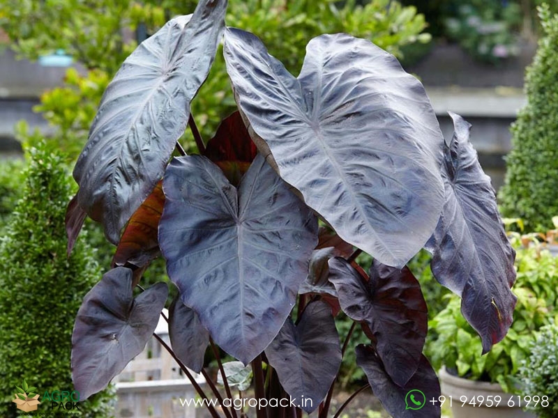 Colocasia-Diamond-Head3