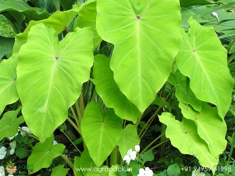 Colocasia-Elena2