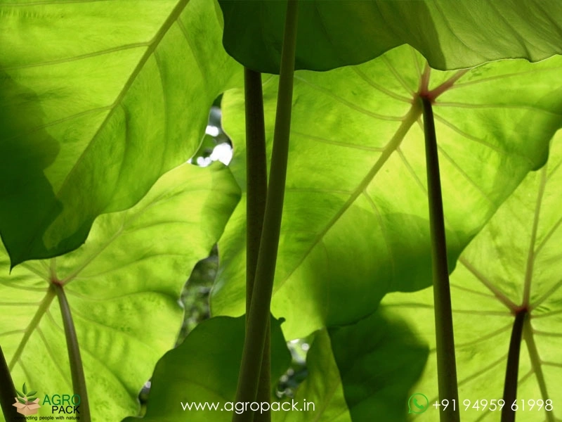 Colocasia-Elena3