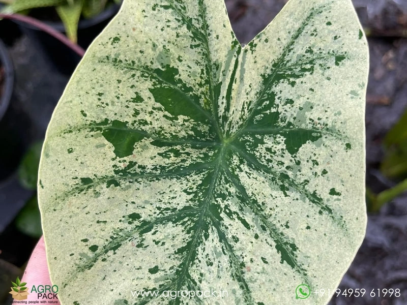 Colocasia-Esculenta-White-Wizard1