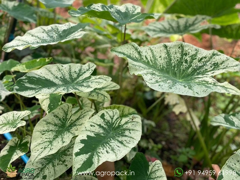 Colocasia-Esculenta-White-Wizard3