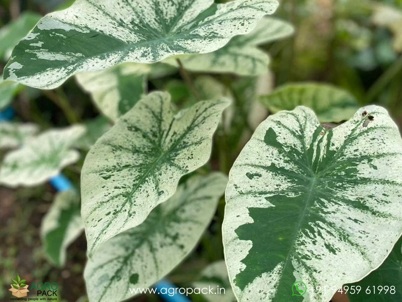 Colocasia-Esculenta-White-Wizard5