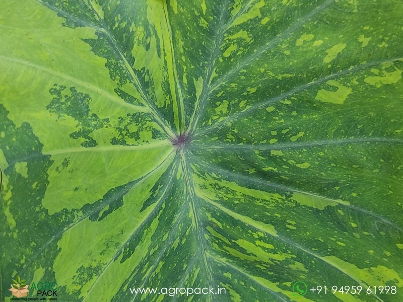 Colocasia-Lemon-Lime-Gecko1