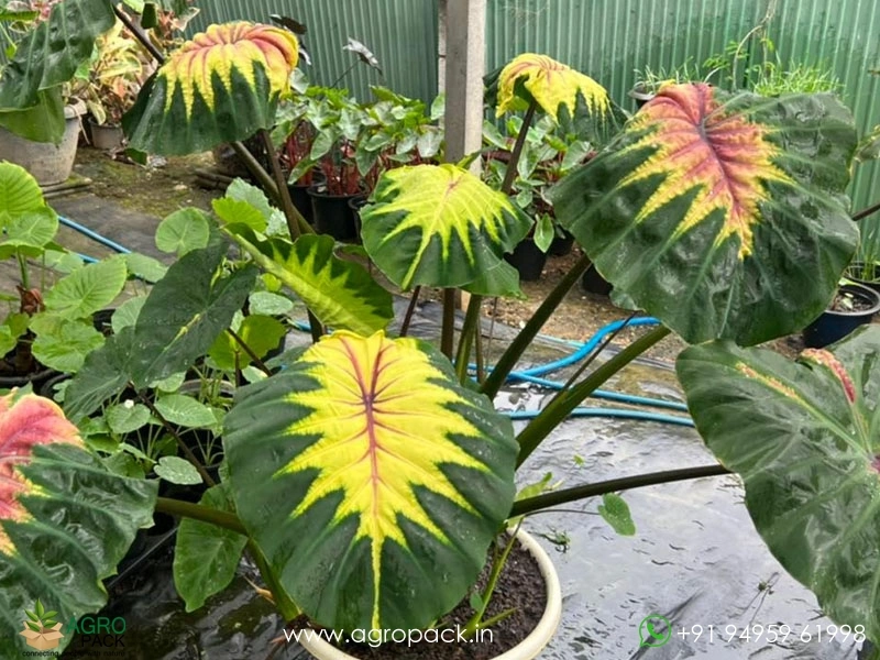 Colocasia-Light-Pillar3